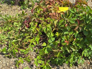 Lot of (5) Engleman Ivy Parthenocissus quinquefolia var. engelmannii #2 ( 2 Gallons)