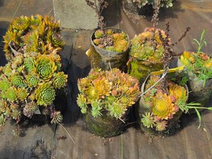 Lot of (7) Hens and Chicks Golden Nugget Sempervivum Jade Rose #1 ( 1 Gallon)