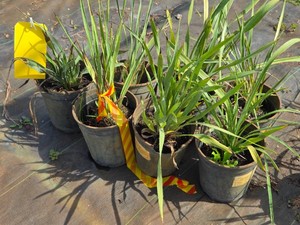 Lot of (7) Rattle snak Master Eryngium Yuccifolium #1 ( 1 Gallon)