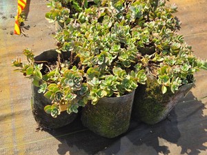 Lot of (7) Stonecrop SunSparkler Lime Zinger Sedum SunSparkler� Lime Zinger PP24632 #1 ( 1 Gallon)
