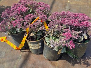 Lot of (7) Stonecrop Dynamite Sedum Dynomite PP24722 #1 ( 1 Gallon)