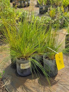 Lot of (7) Grass Prairie Dropseed Sporobolus heterolepis #1 ( 1 Gallon)