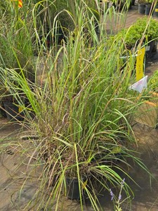 Lot of (7) Big Bluestem grass Andropogon gerardii #1 ( 1 Gallon)