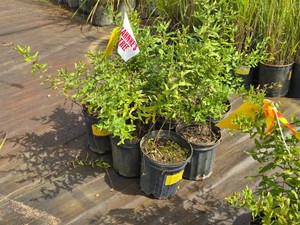 Lot of (7) Aster Raydon Favorite Aster oblongifolius #1 ( 1 Gallon)