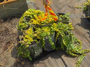 Lot of (7) Creeping Jenny Golden Lysimachia nummularia Aurea #1 ( 1 Gallon)