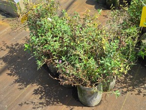 Lot of (7) Summer Magic Catmint Nepeta Summer Magic #1 ( 1 Gallon)