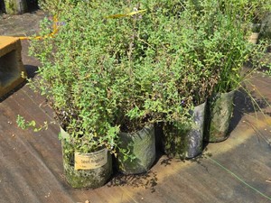 Lot of (7) Geranium Walkers Low Nepeta x faassenii Walkers Low #1 ( 1 Gallon)