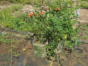 Lot of (5) Tumumpet Vine