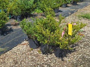 Lot of (7) Tawton Yew Fun Jade Parade Taxus x media Tauntoni #3 (3 Gallons)