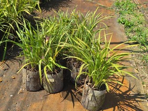 Lot of (7) Rosy Return Hemerocallis Rosy Returns (PP09,779) #1 ( 1 Gallon)