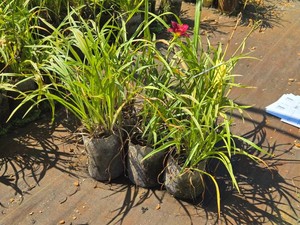 Lot of (7) Stella ruby Hemerocallis Ruby Stella ppaf #1 ( 1 Gallon)