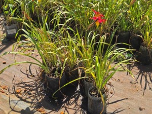 Lot of (7) Apricot sparkles Hemerocallis Apricot Sparkles #1 ( 1 Gallon)