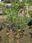 Lot of (5) Autumn Magic chokeberry Aronia melanocarpa Autumn Magic #2 ( 2 Gallons)