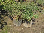 Lot of (3) Green Mountain Currant Ribes alpinum Green Mound #3 (3 Gallons)