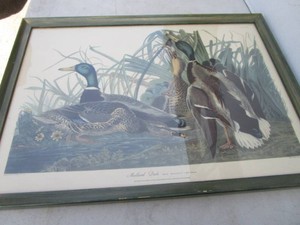 Mallard Duck Print