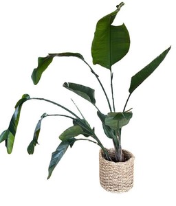 LR - Live Bird of Paradise Plant in Woven Basket Planter