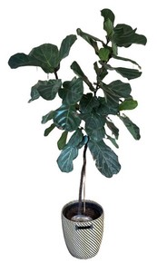 LR - Live Indoor Fiddle-Leaf Fig Plant