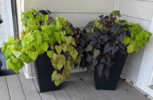 FY - Two Black Tapered Outdoor Planters