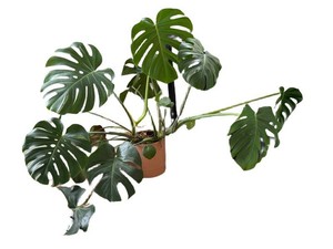 Monstera Deliciosa Houseplant - Swiss Cheese Plant