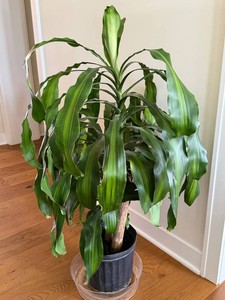 Indoor Plant - Dracaena Fragrans Corn Plant, 45 in Tall