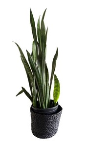 Snake Plant - Dracaena Trifasciata in Textured Black Planter