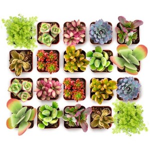 $27 Shop Succulents Endless Summer Succulent Pack Collection - Live Mini Succulent Plants, Low Maintenance, Colors & Textures - Wedding and Party Favors, Gift & Garden, Pack of 20