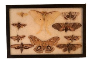 LR - Vintage Butterfly & Moth Entomology Specimen Display