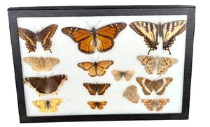 LR - Butterfly & Moth Specimen Display (Lot of 14)