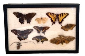 LR - Framed Butterfly & Insect Specimen Display