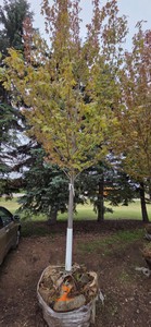 Autumn Blaze Maple - 3 Caliper