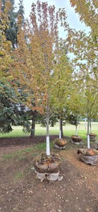 Autumn Blaze Maple - 3 Caliper