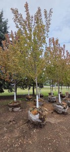 Autumn Blaze Maple - 3 Caliper