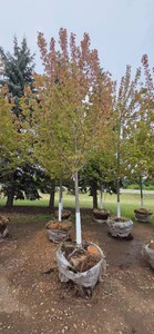 Autumn Blaze Maple - 3 Caliper