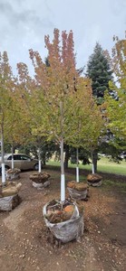 Autumn Blaze Maple - 3" Caliper