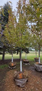 Autumn Blaze Maple - 3 Caliper