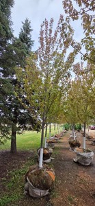 Autumn Blaze Maple - 3 Caliper