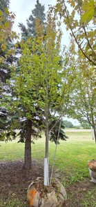 Autumn Blaze Maple - 3 Caliper