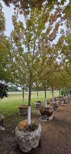 Autumn Blaze Maple - 3 Caliper