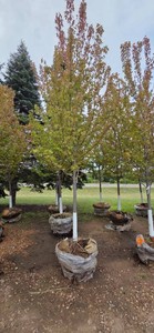 Autumn Blaze Maple - 3 Caliper