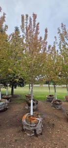 Autumn Blaze Maple - 3 Caliper