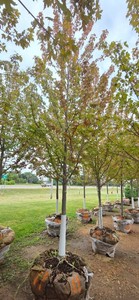 Autumn Blaze Maple - 3 Caliper