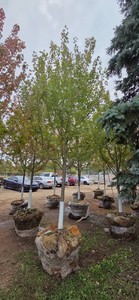 Autumn Blaze Maple - 3 Caliper