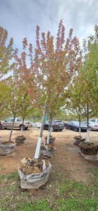 Autumn Blaze Maple - 3 Caliper