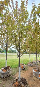 Autumn Blaze Maple - 3 Caliper