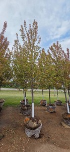 Autumn Blaze Maple - 3 Caliper