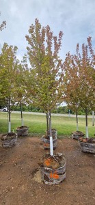 Autumn Blaze Maple - 3 Caliper