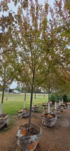 Autumn Blaze Maple - 3 Caliper