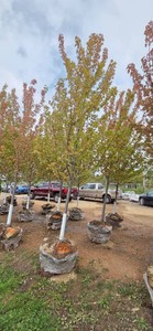 Autumn Blaze Maple - 3 Caliper