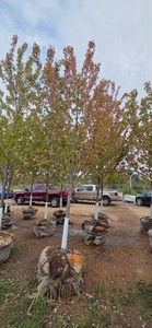 Autumn Blaze Maple - 3 Caliper