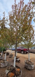 Autumn Blaze Maple - 3 Caliper